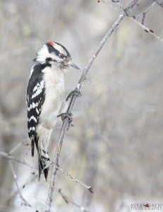Downey Woodpecker Male