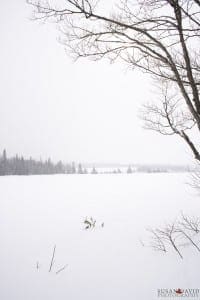 Field of Snow
