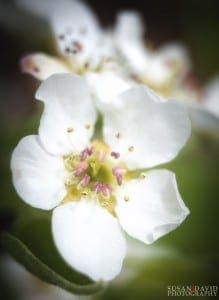 Pear Bloom