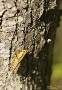 Yellow Grasshopper