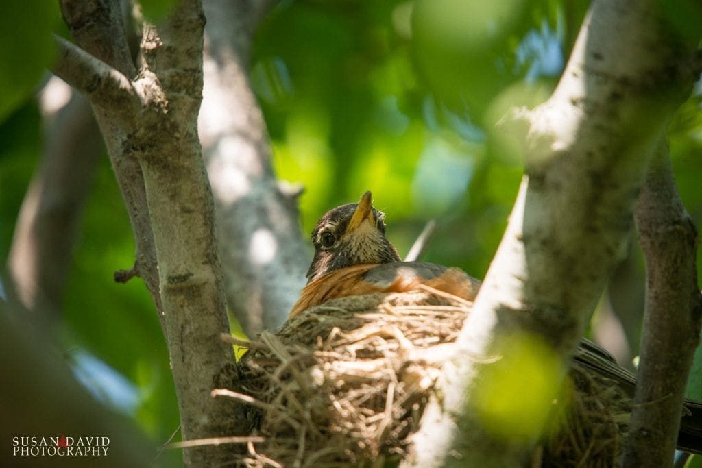 Robin Nesting