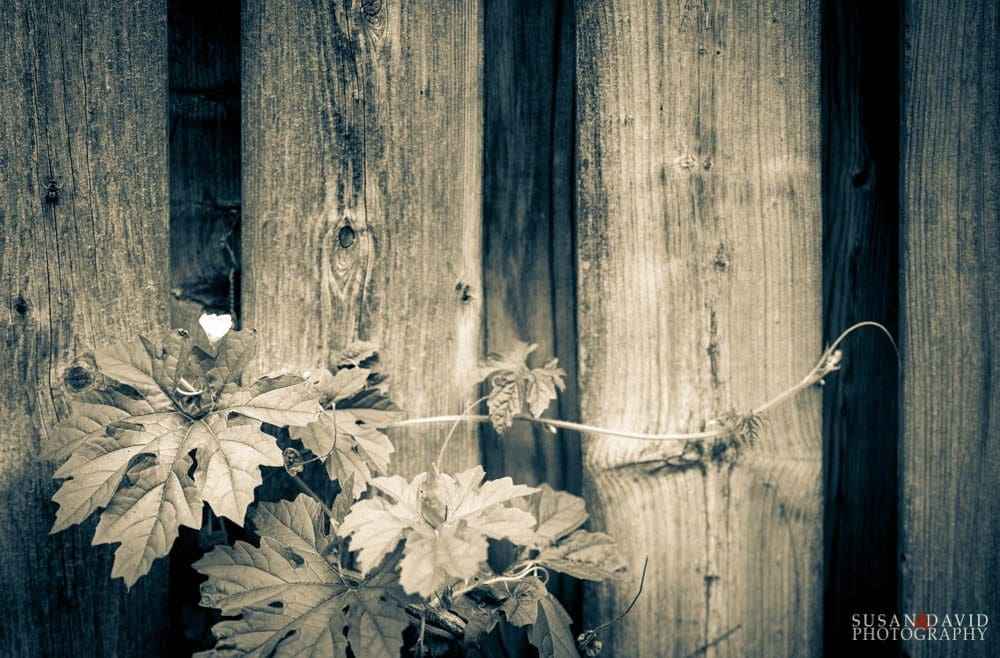 Vines and Fence